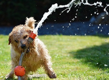 Top 5 Het Leukste Waterspeelgoed voor je Hond HondenWiki